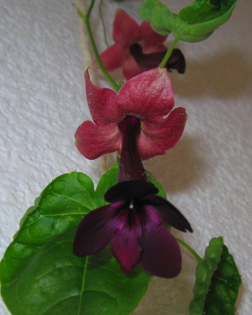 IMG_7257 - копия - копия.JPG