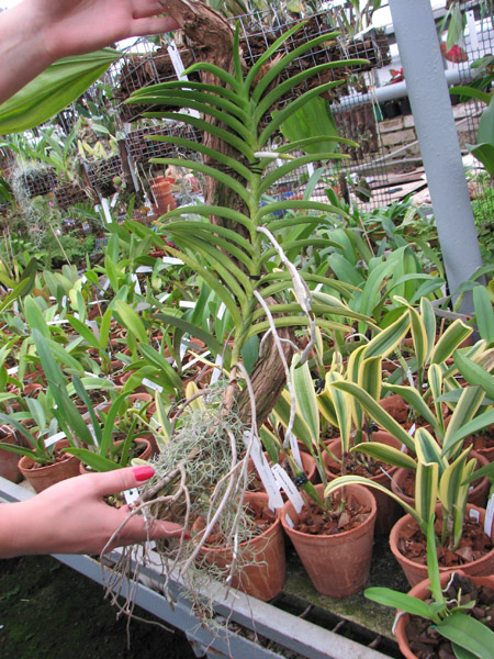 Vanda tessellata green x pink.jpg
