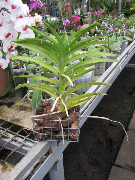Vanda tessellata blue.jpg