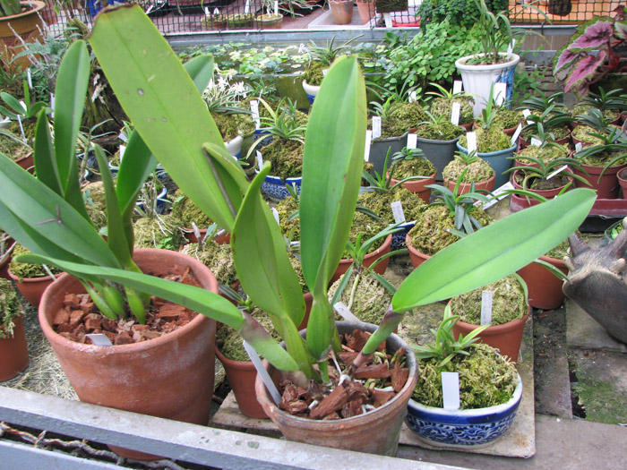 Laeliocattleya White Spark 'Panda'.jpg