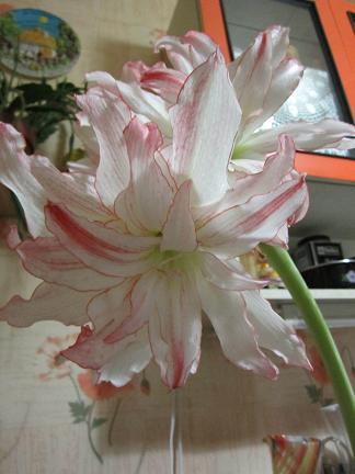 дабл рекорд1.JPG