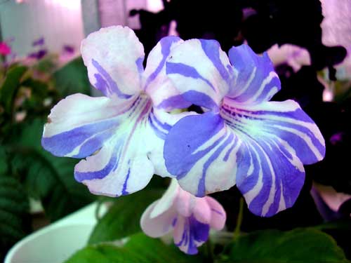 Такой он должен быть