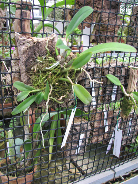 Laelia praestans 368.00 грн.