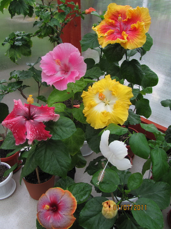 красота 097.jpg