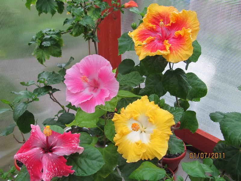 красота 096.jpg