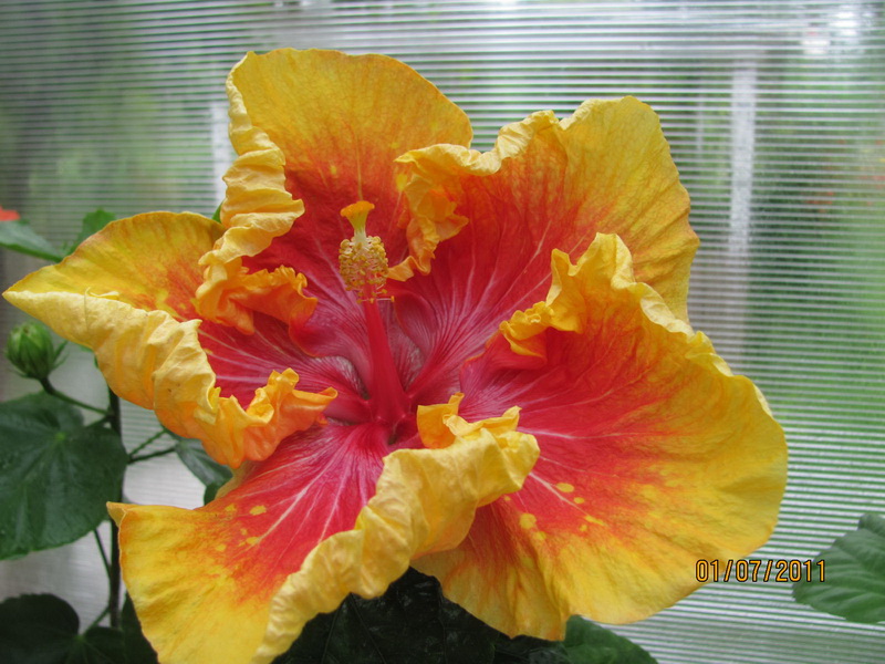 красота 070.jpg