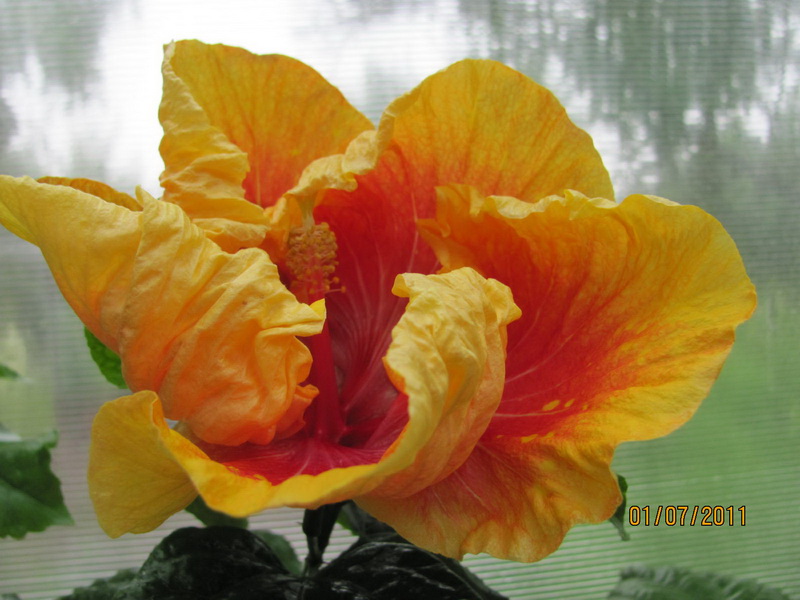 красота 062.jpg