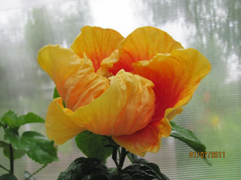 красота 046.jpg