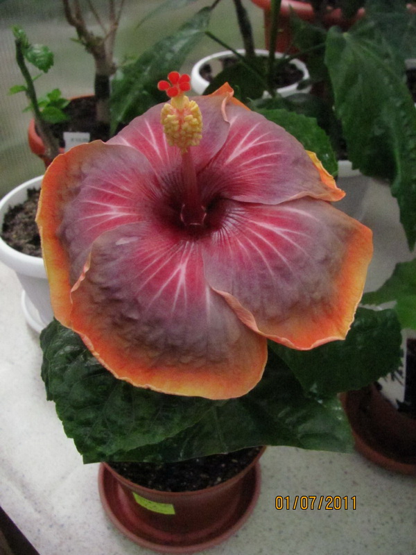 красота 089.jpg