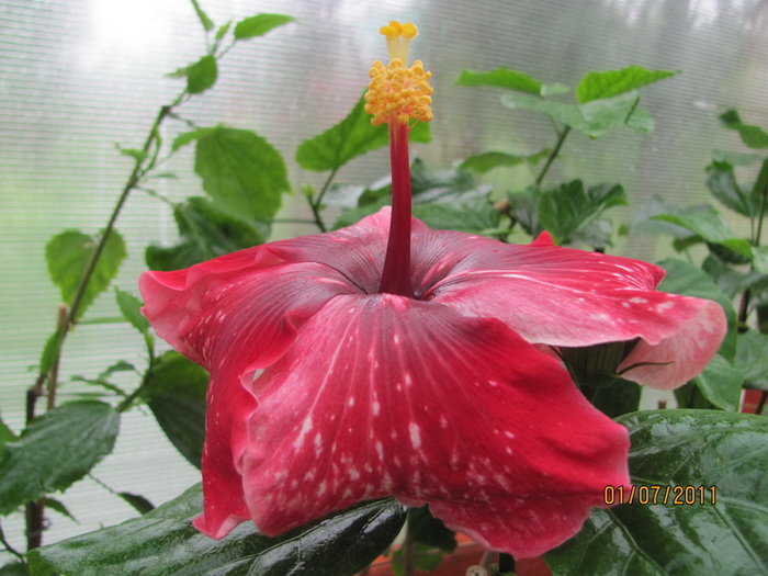 красота 067.jpg