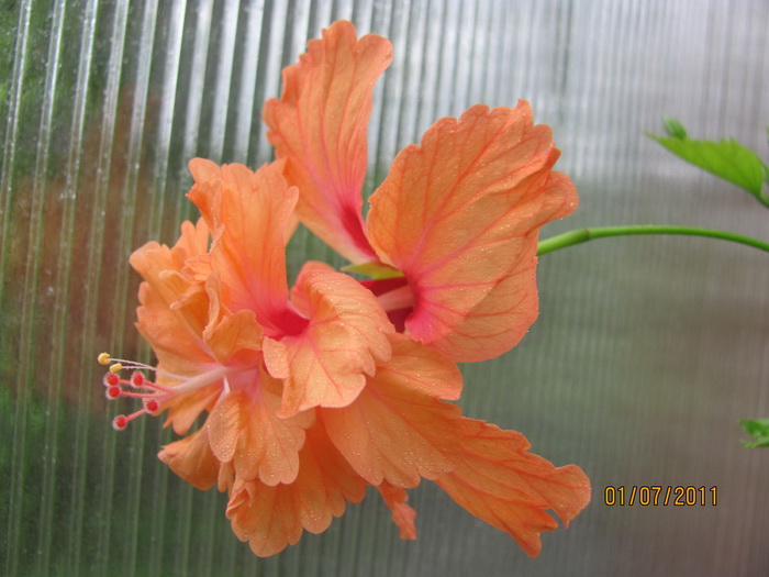 красота 057.jpg