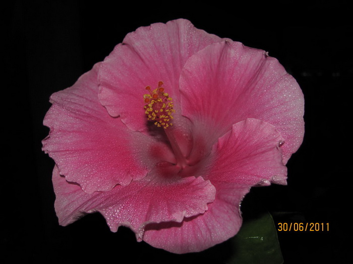 красота 043.jpg