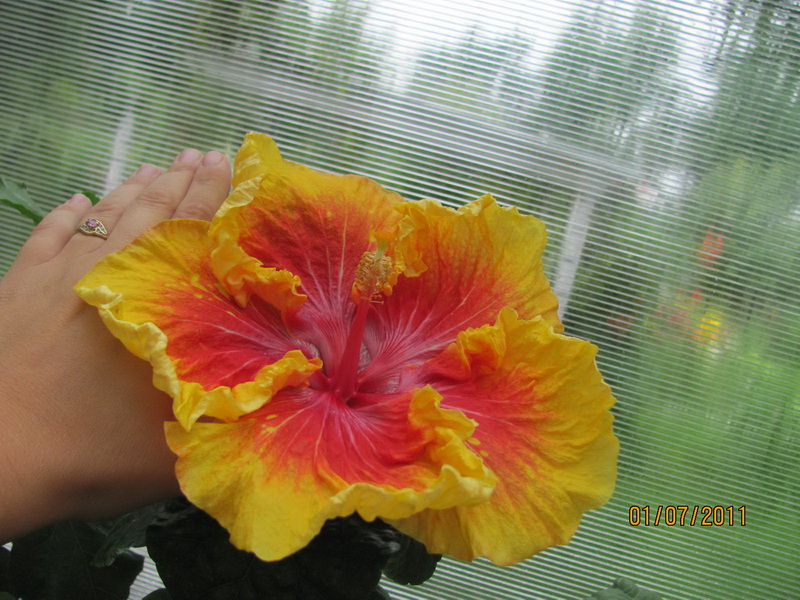 красота 099.jpg