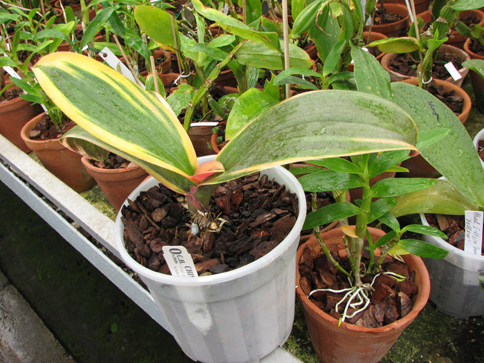 Phalaenopsis Matou Freed.jpg