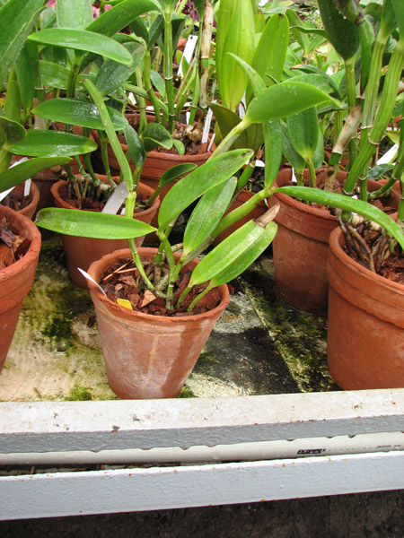 Cattleya Green Emerald 'Orchid Queen'.jpg