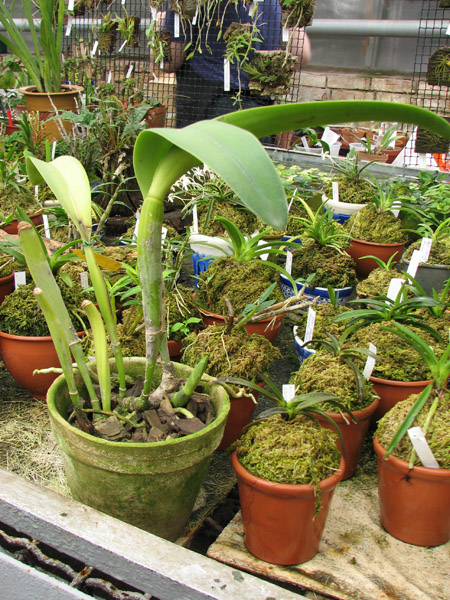 Растит мощнейший рост