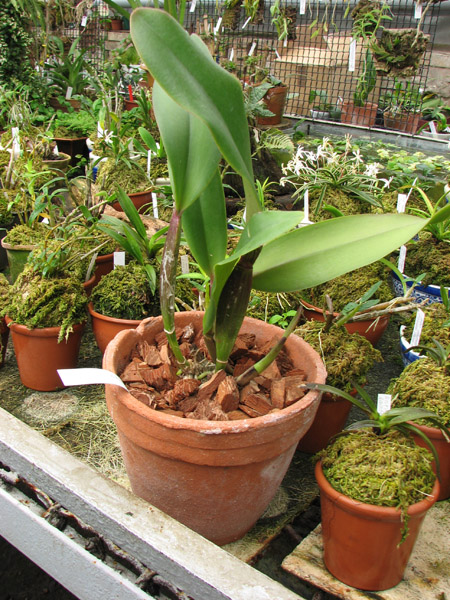 Brassolaeliocattleya King of Taiwan.jpg