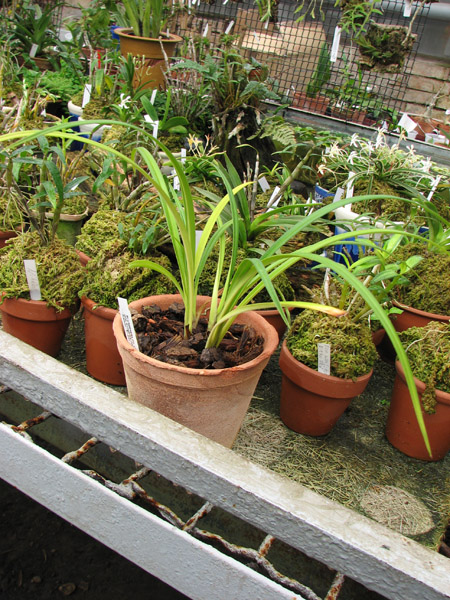 Phragmipedium pearcei.jpg