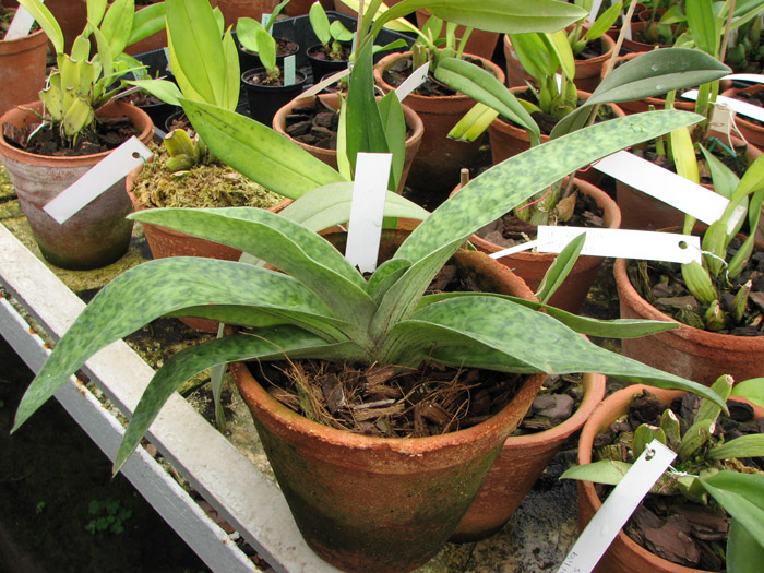 Paphiopedilum Alma Gavaert 'HB' x Paphiopedilum In-Charm White 'Chao Chou'.jpg