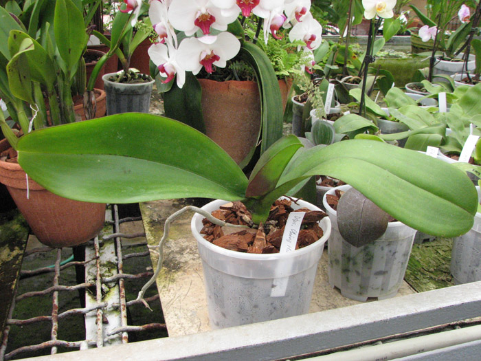 Doritaenopsis Ching Hua Magic 'Purple Rain'.jpg