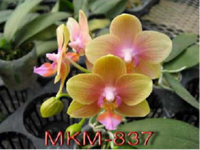 phal_mini.jpg