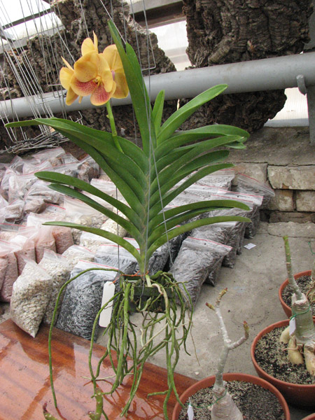 Ascocenda Jiraprabha x Vanda (Devaraks -Ascocenda Butterfly) растение.jpg