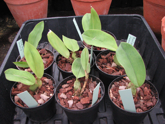 Trichopilia suavis.jpg