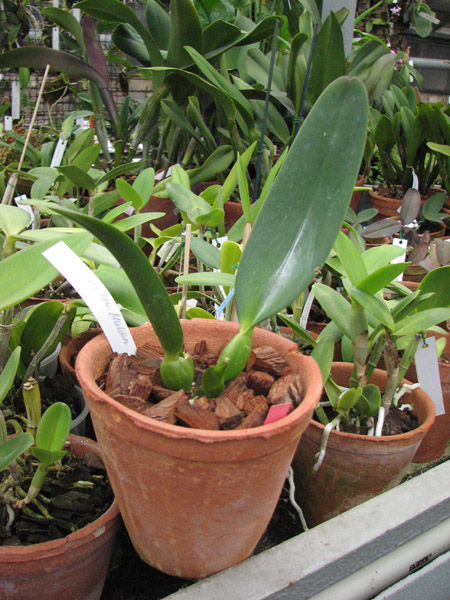 Laeliocattleya Antonetta Mahan 'S-10'.jpg