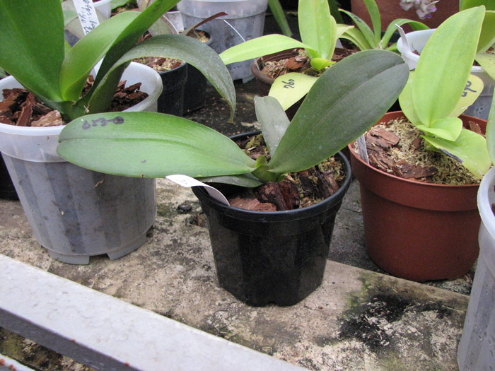 Doritaenopsis Sogo Pride 'Golden Star'.jpg