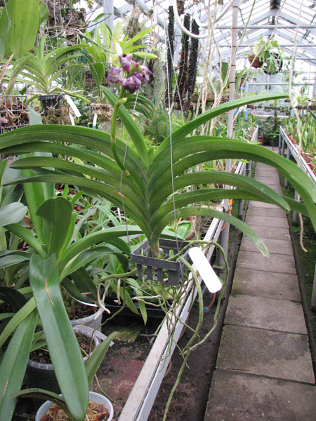 Vanda Pimporn x Vanda Srakaew.jpg