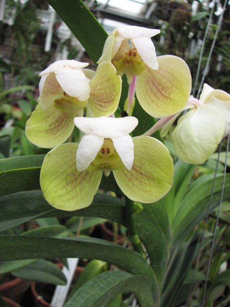Vanda Pimporn x Vanda Srakaew peresort.jpg