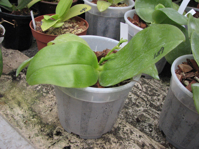 Phalaenopsis Princess Kaiulani фото.jpg