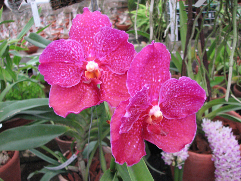 Vanda Kultana Pappion x Vanda Srakaew другая.jpg