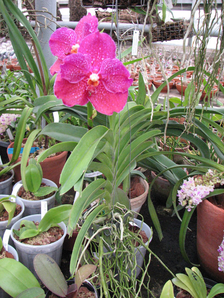 Vanda Kultana Pappion x Vanda Srakaew plant.jpg