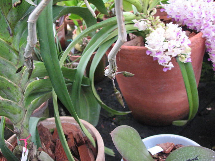 Dendrobium anosmum фото.jpg