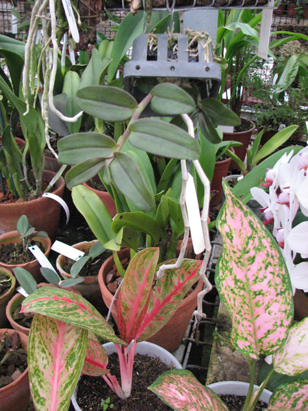 Орхидея Dendrobium anosmum.jpg