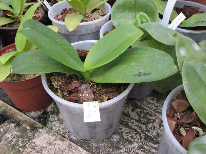 Phalaenopsis Dou-dii Rose 'Ching Her'.jpg