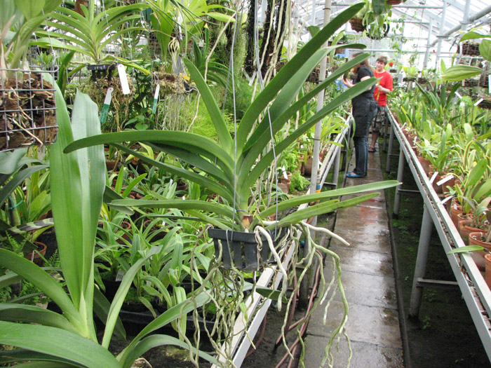 Vanda Robert Delight 'Blue Black'.jpg