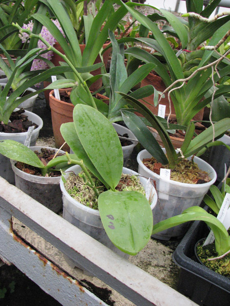 Phalaenopsis Stone Morning x Sogo Grape.jpg