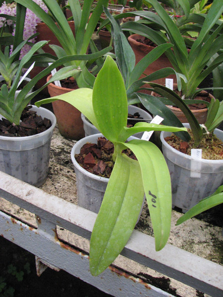 Doritaenopsis Kenneth Schubert 'Blue'.jpg