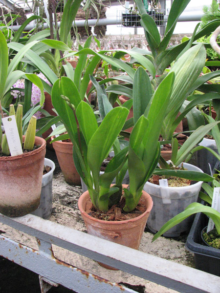 Odontioda Durham Dawn x Odontioda Picasso.jpg