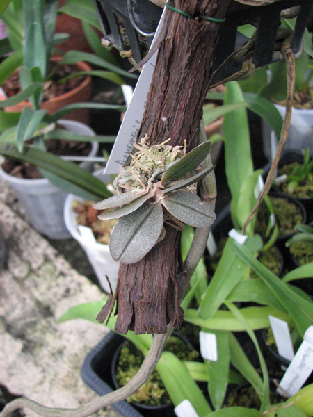 Aerangis punctata фото.jpg