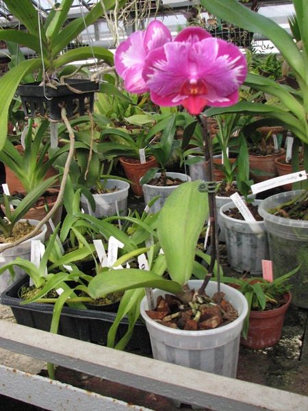 Doritaenopsis Taiwan Red Cat 'Red Cat'.jpg