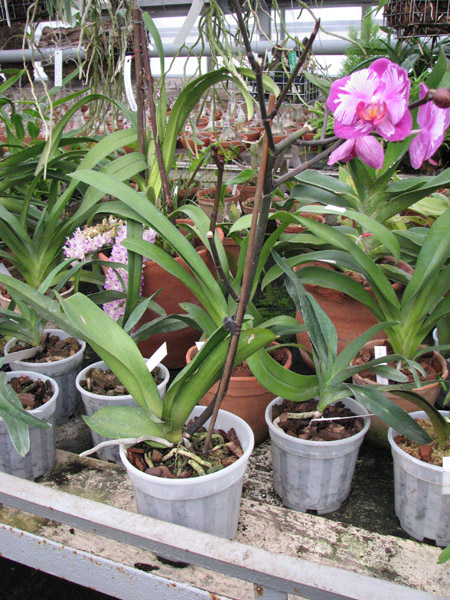 Doritaenopsis Taiwan Red Cat 'Red Cat' 360.jpg