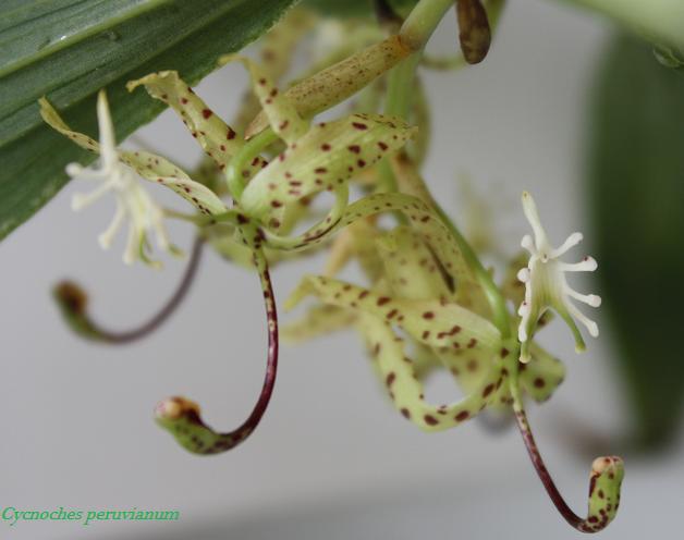 Cycnoches peruvianum.jpg