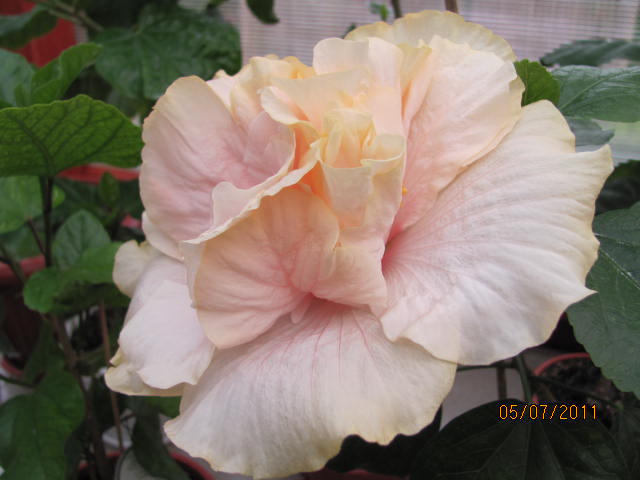 дачка 07.07.2011 008.jpg