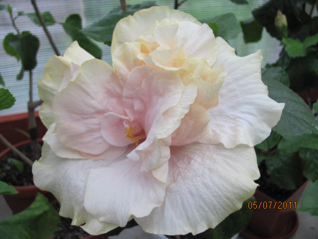 дачка 07.07.2011 007.jpg