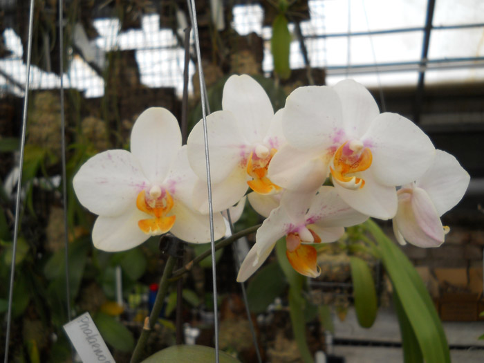 Phalaenopsis hybrid.jpg