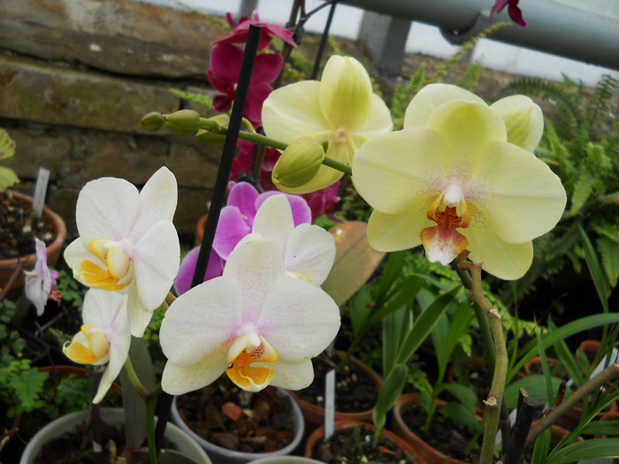 Орхидея фаленопсис фото.jpg