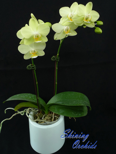 SN27 Phal Green Pixie.jpg
